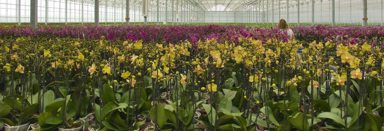 Glastuinbouw - Gele en paarse orchideeën in een kas